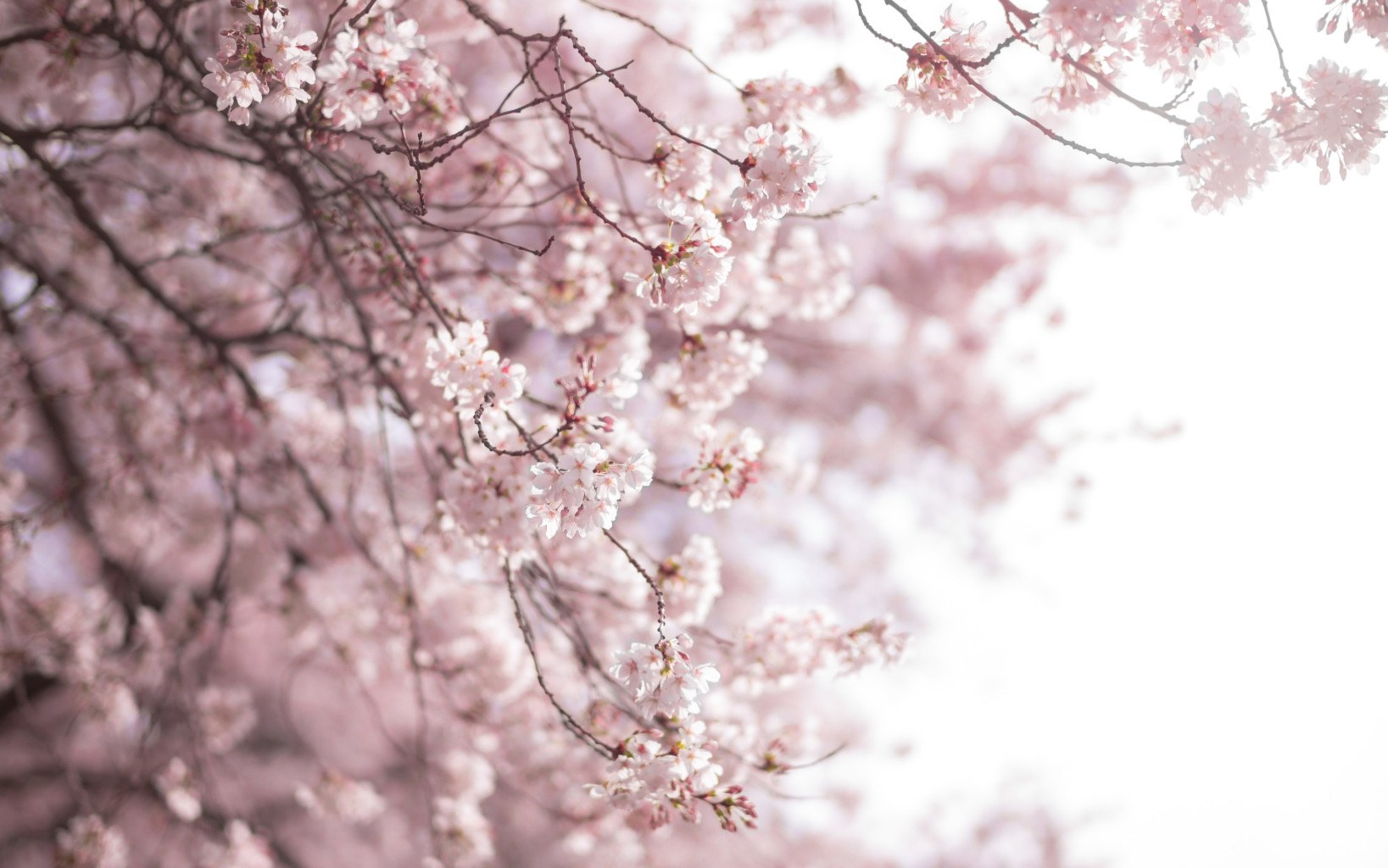 Cherry Blossoms @ UW
